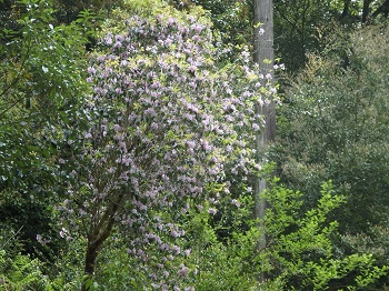 P4250388